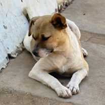 Thumbnail photo of Tiny #4