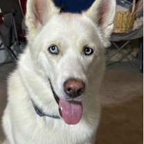 adopt-pet