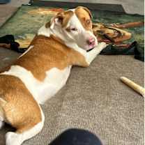 adopt-pet