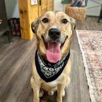 Thumbnail photo of Ramen Noodle Curly tailed cutie! #1