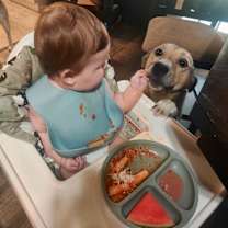 Thumbnail photo of Ramen Noodle Curly tailed cutie! #3