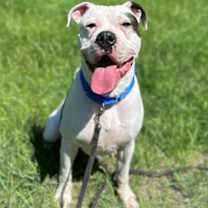 Thumbnail photo of Toby #1