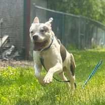 Thumbnail photo of Toby #3