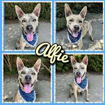 Thumbnail photo of Alfie #1