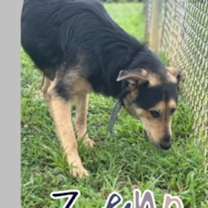 Thumbnail photo of Zeno #1