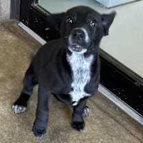 Thumbnail photo of Cookie #2