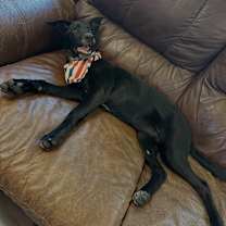 Thumbnail photo of Cookie #3