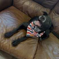 Thumbnail photo of Cookie #4