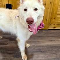 Thumbnail photo of Vanilla Bean is such a sweetie and loves kids too! #3