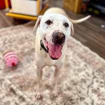 Thumbnail photo of FiFi Freckles the happy speckled face sweetheart #1
