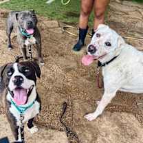 Thumbnail photo of FiFi Freckles the happy speckled face sweetheart #4