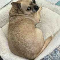 Thumbnail photo of 250415  Rambo & Gorilla #4