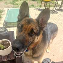 Thumbnail photo of Bruce #3