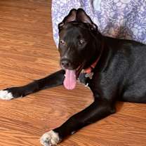 Thumbnail photo of Av Litter SnowWhite #1