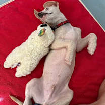 Thumbnail photo of Castiel #4