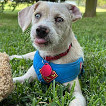 Thumbnail photo of Castiel #3