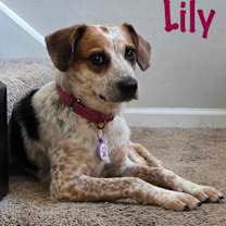 Thumbnail photo of Lily #2