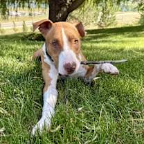 Thumbnail photo of Keoni #3