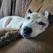 Thumbnail photo of Mrs. Moose #3