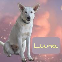 Thumbnail photo of Luna (cross-post) #1
