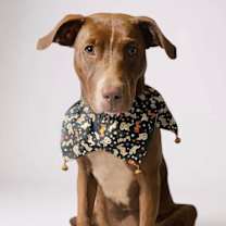 Thumbnail photo of Izzy #1