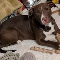 Thumbnail photo of Izzy #2