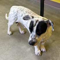 Thumbnail photo of T-Bone #3