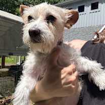 Thumbnail photo of Rocky #1