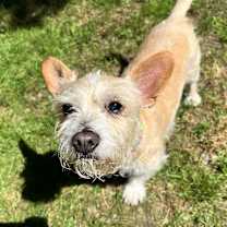 Thumbnail photo of Rocky #2