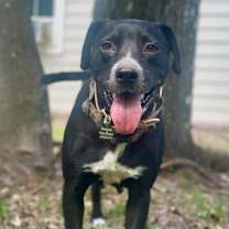 Thumbnail photo of Ebony the Cow #1