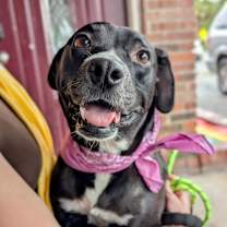 Thumbnail photo of Ebony the Cow #2