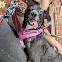 Thumbnail photo of Ebony the Cow #4