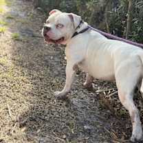 Thumbnail photo of Jasper  FH #3