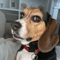 Thumbnail photo of Zoey #1