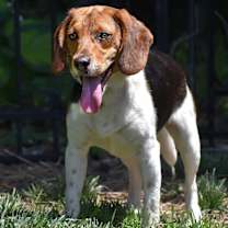 Thumbnail photo of Markus- Adoption Pending #1