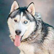 Thumbnail photo of Captian Lobo #1