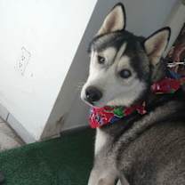 Thumbnail photo of Captian Lobo #3