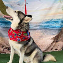 Thumbnail photo of Captian Lobo #4