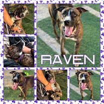 Thumbnail photo of Raven #1