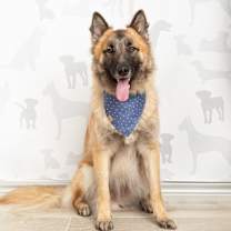 Thumbnail photo of Luther #1