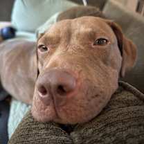 Thumbnail photo of Peach Cream #1