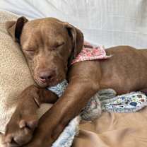 Thumbnail photo of Peach Cream #4