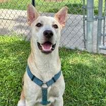 Thumbnail photo of Dew #1