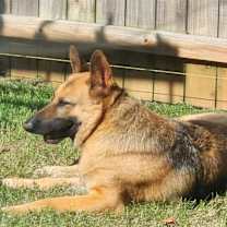 Thumbnail photo of Maple #1