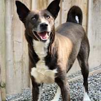 Thumbnail photo of Orchid (Orca) #1