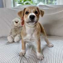 Thumbnail photo of Lou Hoover Presidential #2