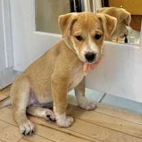 Thumbnail photo of Lou Hoover Presidential #4