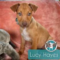 Thumbnail photo of Lucy Hayes Presidential #1