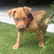 Thumbnail photo of Lucy Hayes Presidential #2