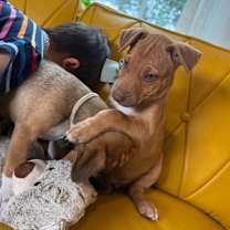 Thumbnail photo of Lucy Hayes Presidential #3